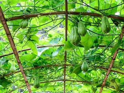 Easy way to grow squash in assam know all about here krishi jagran