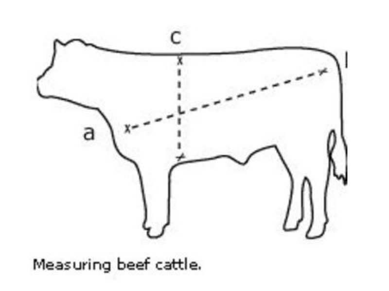 Know about the Cow measuring
