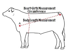 How to measure cow or animal weight quickly assamese