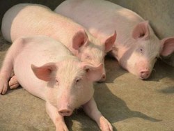 Pig breeding system in assam Farming  know here