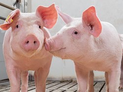 Know all about the pig disease and treatment in Krishi jagran