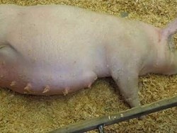 Pig Farming in assam know all about here