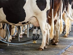 Diary Farming one of the best profitable business of Assam krishi jagran