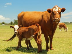 Take Caring of diary Farming  in assam