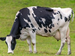 Varieties of cow in India know all about