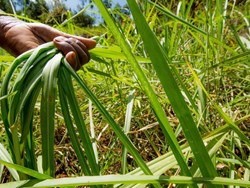 varieties of cow feeding grass Farming in assam