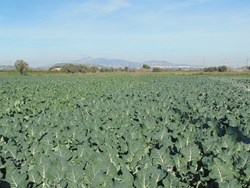 Broccoli Cultivation in Assam krishi jagran