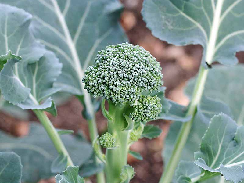 Broccoli Cultivation