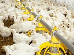 Broiler chickens Farming one of the best profitable business of Assam