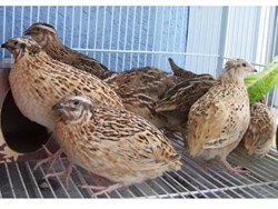 Quail bird Farming  guide
