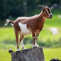 Goat farming in assam