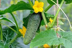 Cucumber ferming guidence to assam farmers