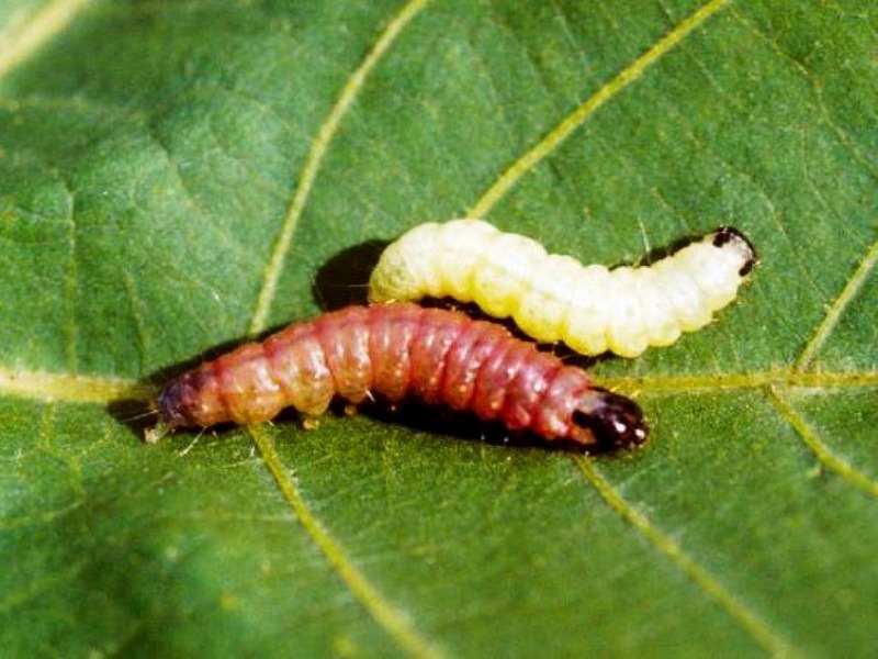Cotton Bollworm insects