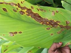 Turmeric Farming  disease and pesticides it's control