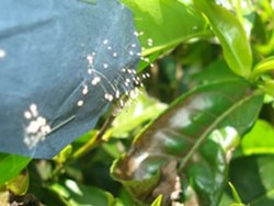 Tea pests and it's control in tea garden