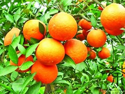 Orange Farming and it's Benefit