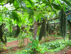 Bittergurd Farming in Summer time know step by step here