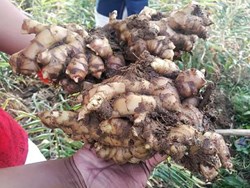 Ginger Farming in assam and it's disease