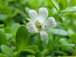 Some Impressive health benefits of brahmi leafs