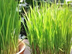 Rina grass Farming for cow feed in assam