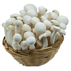 how to know a mushroom is edible or poisonous