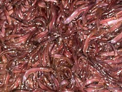 Fish generation in low cost know details inside