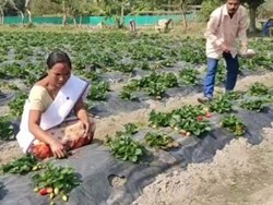 successful story of a strawberry farmer Parmeshwar Deka Know here how he started