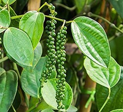 Grow black pepper at home details inside