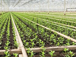 What is FPO and how farmers Benefited by this program