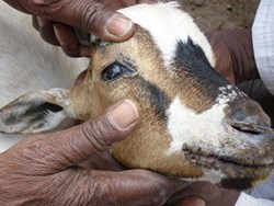 Different types of Goat disease and it's treatment like PPR