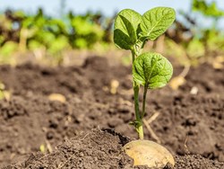 organic potato cultivation in assam