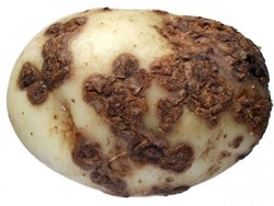 pest and disease of potato and its control
