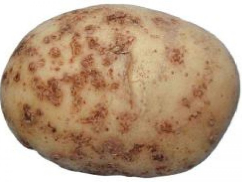 Pest of potato