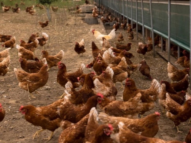 Local chicken Farming
