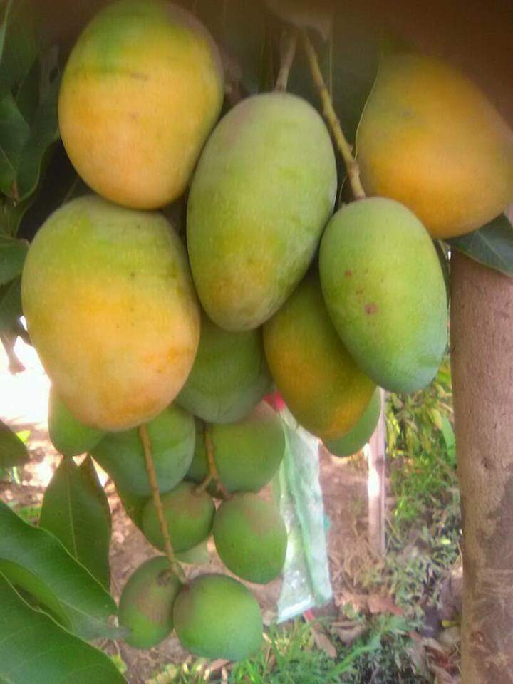 Dwarf mangoes