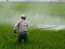 How to Control pests without using Pesticides details inside