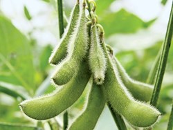 Soybean farming in assam