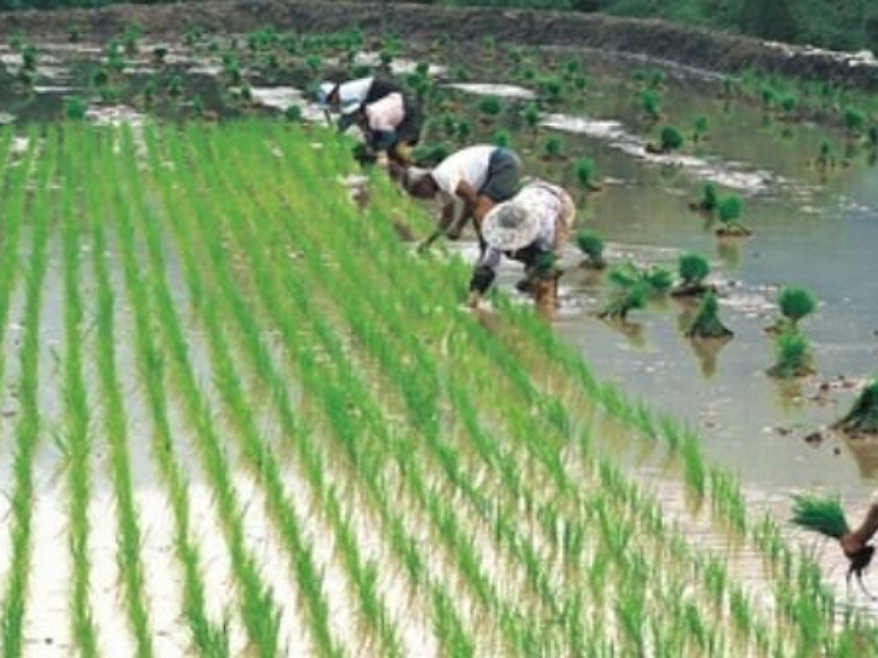 Rice sowing