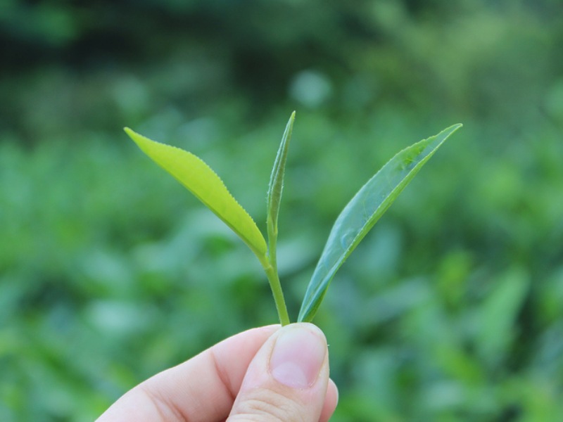 Assam Tea Industry Assam Tea Industry