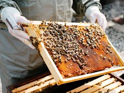 Honey bee farming guidence inside