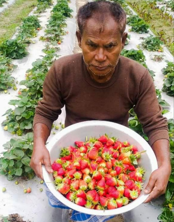 Strawberry Farmer Nipen Das