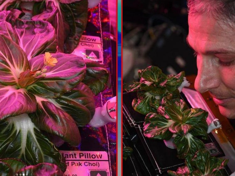 NASA Successfully planted on space NASA Successfully planted on space