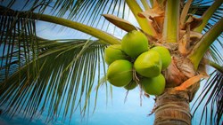 fish amino acid is a good fertilizer for coconut tree