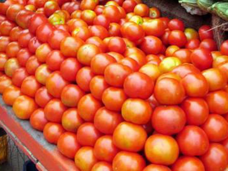 A huge numbers of tomato and others vegetables been destroyed in sonitpur district of Assam A huge numbers of tomato and others vegetables been destroyed in sonitpur district of Assam