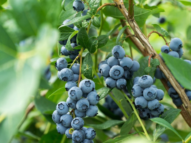 Health benefits of Blueberry fruits