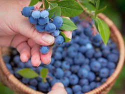 health benefits of eating blueberry