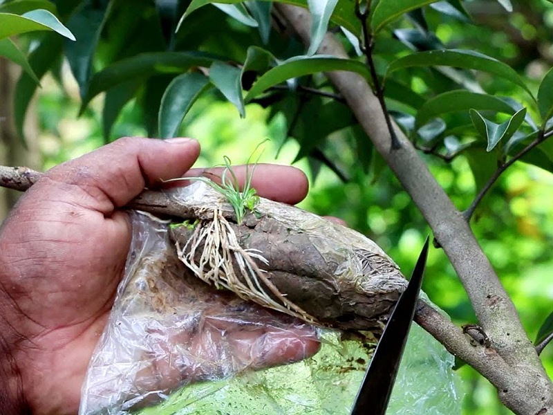 Best method to grafting fruits trees