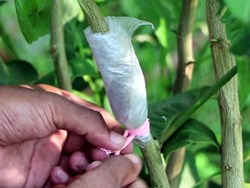 effective way to grafting fruits trees litchy