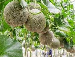 a complete guide to grow muskmelon at home