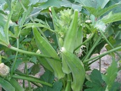 How to grow vendi know here step by step details